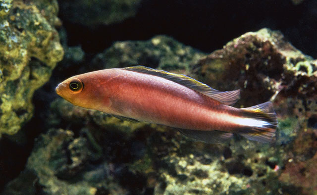 Pseudochromis bitaeniatus