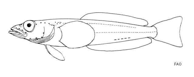 Psilodraco breviceps