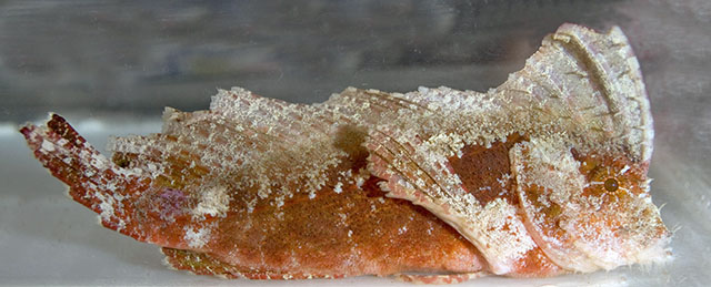 Pseudopataecus carnatobarbatus