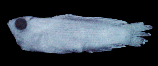 Pseudochromis cometes