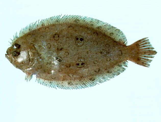 Pseudorhombus dupliciocellatus