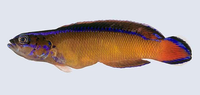 Pseudochromis dutoiti