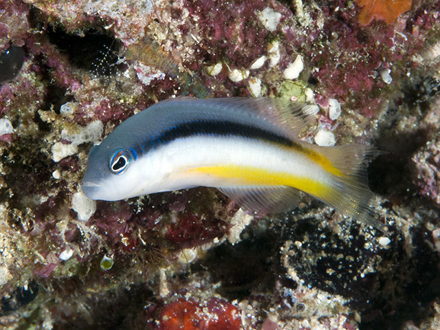 Pseudochromis ammeri