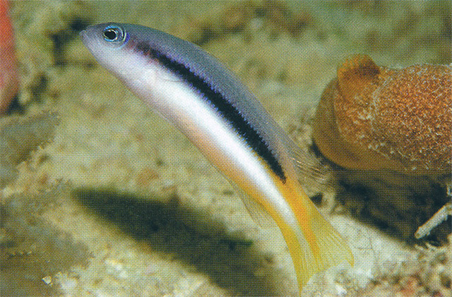 Pseudochromis eichleri