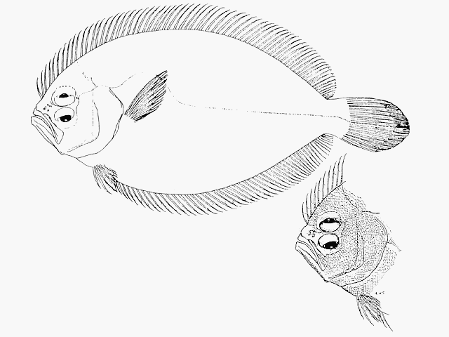 Pseudorhombus elevatus