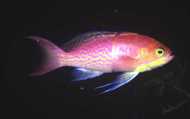 Pseudanthias elongatus