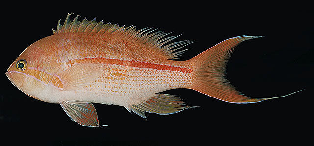 Pseudanthias fasciatus