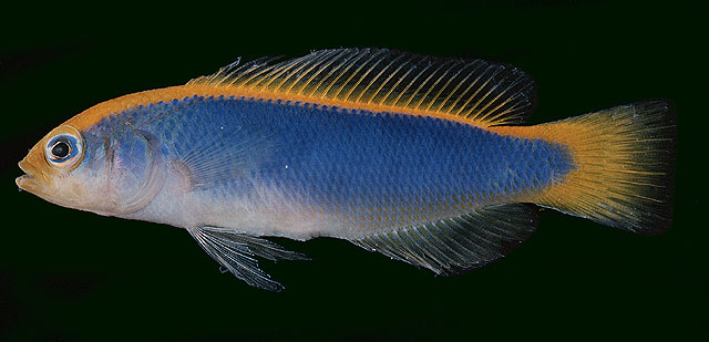 Pseudochromis flavivertex