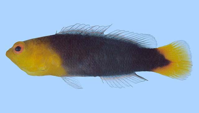 Pseudochromis flammicauda