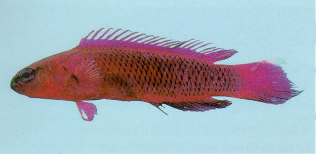 Pseudochromis fridmani