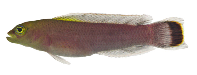 Pseudochromis fuligifinis