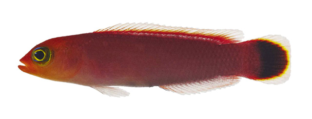 Pseudochromis fuligifinis