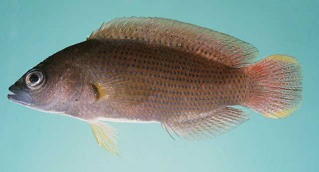 Pseudochromis fuscus