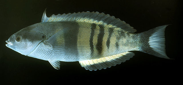 Pseudocoris heteroptera