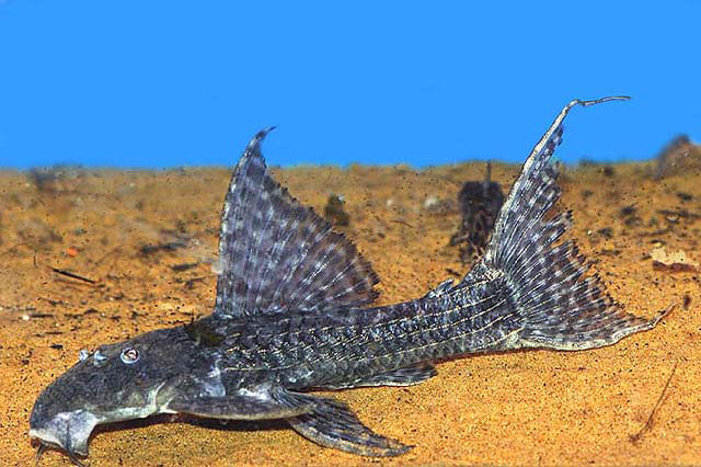 Pseudacanthicus histrix