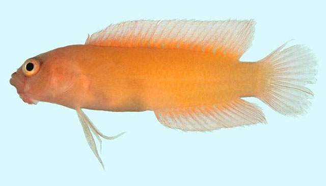 Pseudoplesiops immaculatus