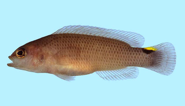 Pseudochromis jamesi