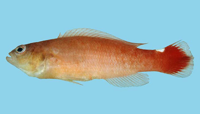 Pseudochromis jamesi