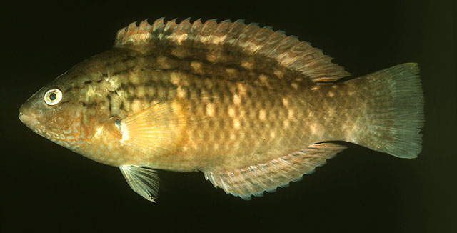Pseudolabrus japonicus