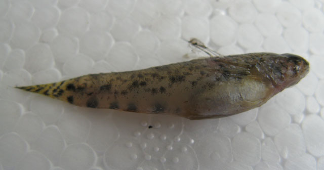 Pseudogobius poicilosoma