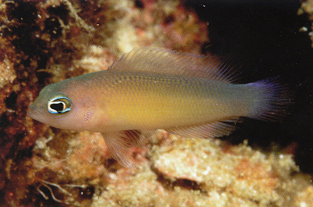 Pseudochromis litus