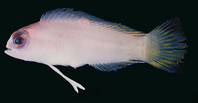 Pectinochromis lubbocki