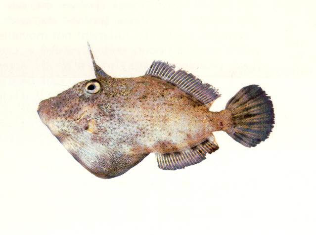 Pseudomonacanthus macrurus