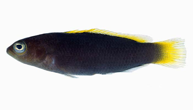 Pseudochromis marshallensis