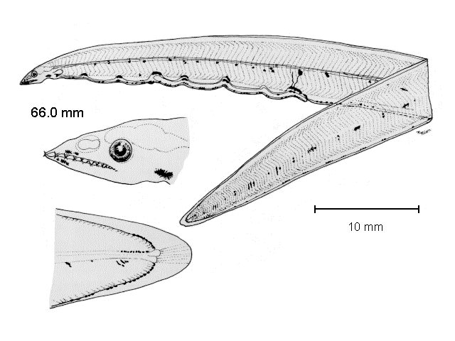 Pseudomyrophis micropinna