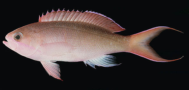 Pseudanthias mooreanus