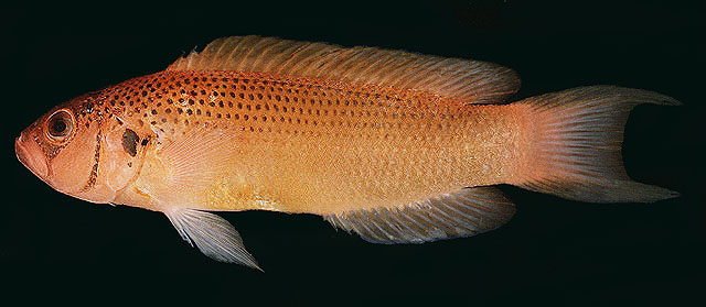 Pseudochromis moorei