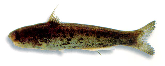 Cetopsis motatanensis
