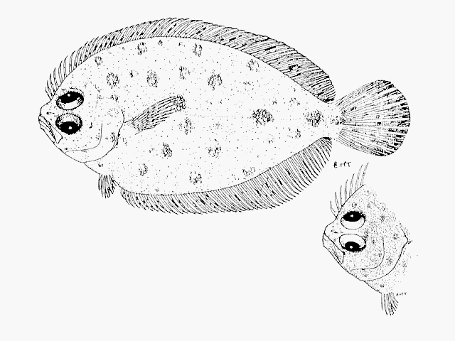 Pseudorhombus natalensis