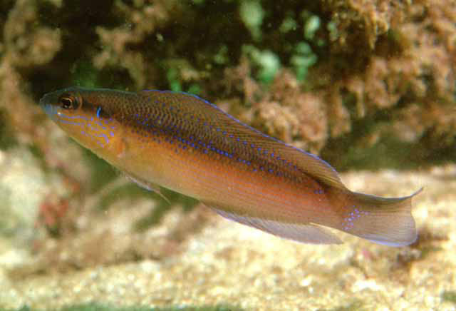 Pseudochromis omanensis