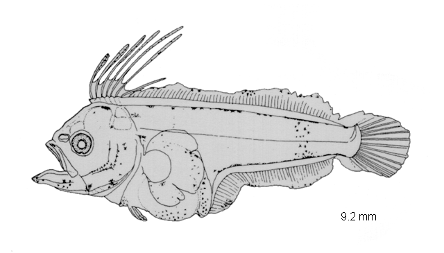 Pseudorhombus pentophthalmus