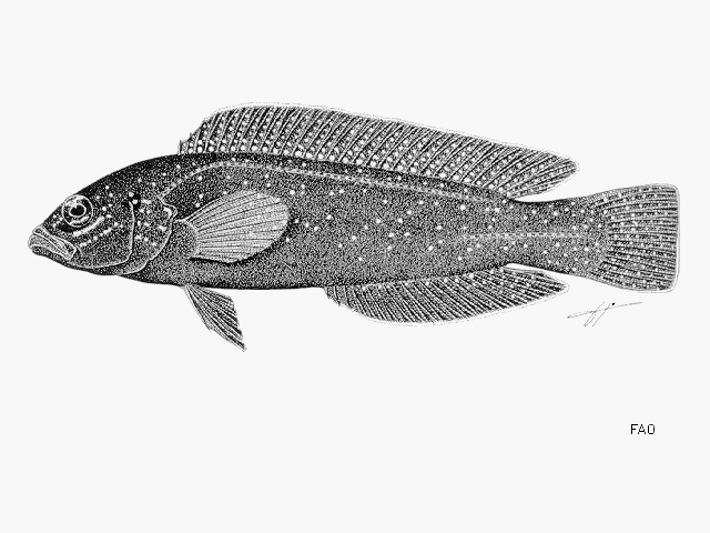 Pseudochromis persicus