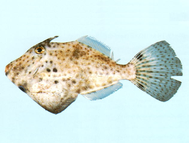 Pseudomonacanthus peroni