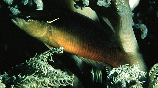 Pseudochromis perspicillatus