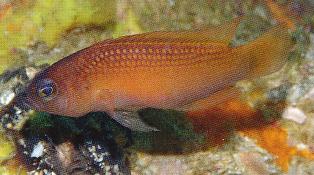 Pseudochromis rutilus