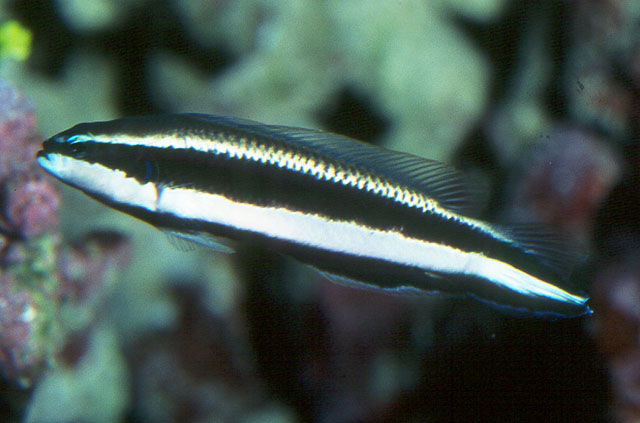 Pseudochromis sankeyi