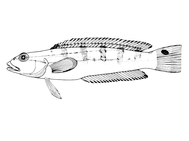 Pseudopercis semifasciata
