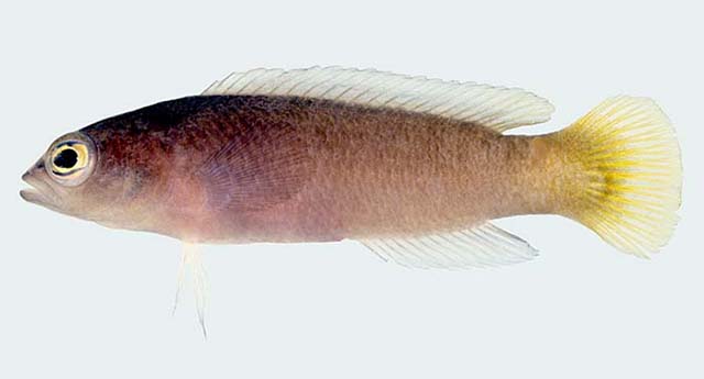 Pseudochromis tapeinosoma