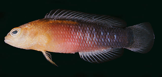 Pseudochromis tapeinosoma