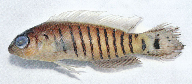 Pseudochromis tigrinus