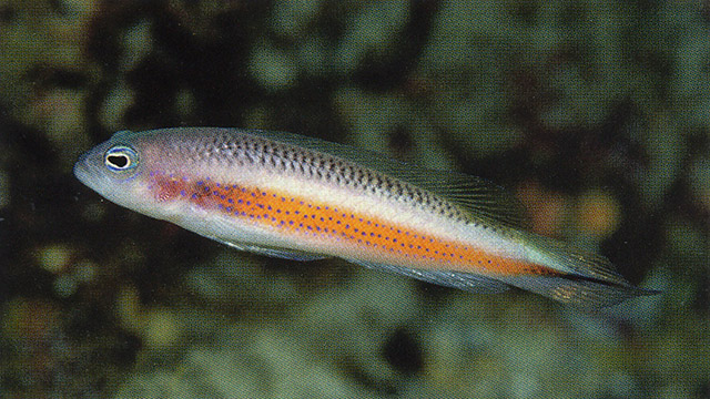 Pseudochromis tonozukai