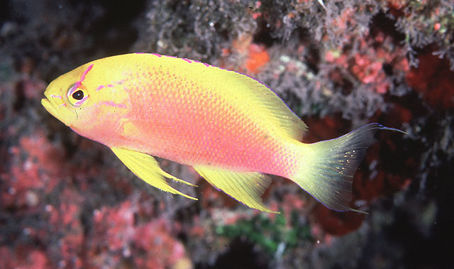 Pseudanthias hawaiiensis