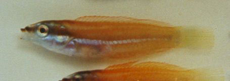 Pseudocoris bleekeri
