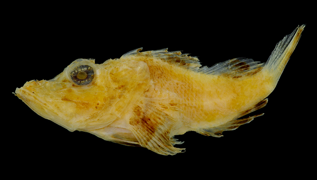 Pteroidichthys acutus