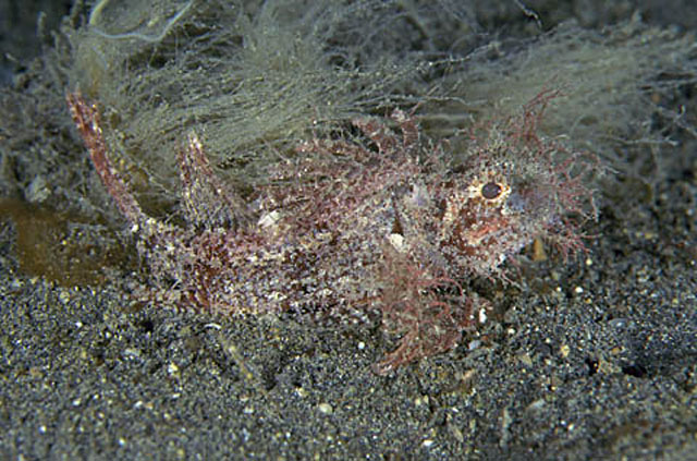 Pteroidichthys amboinensis