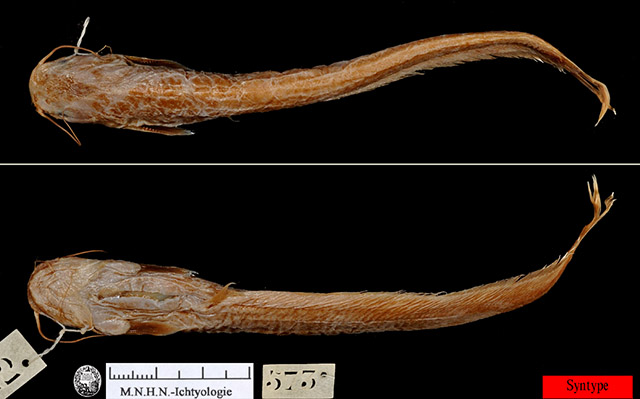 Pterocryptis cochinchinensis